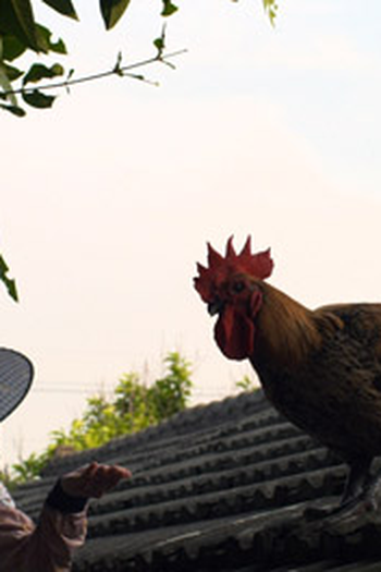 Poster de Filme O Filho Querido (2012)