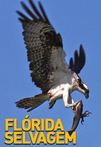 Flórida Selvagem (Flórida Selvagem)