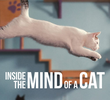 Dentro da Mente de um Gato