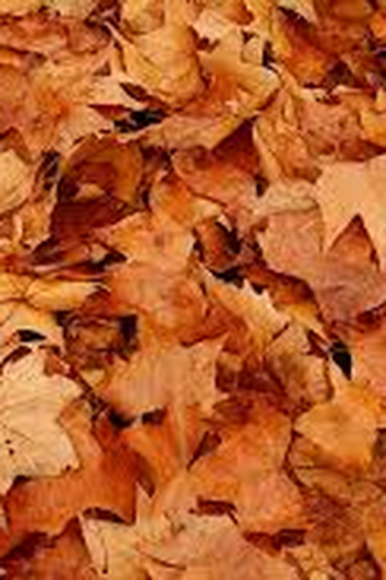 Poster de Curta Lobos (2012)