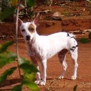 Foto de perfil de Rafael Gontijo Furst Gonçalves