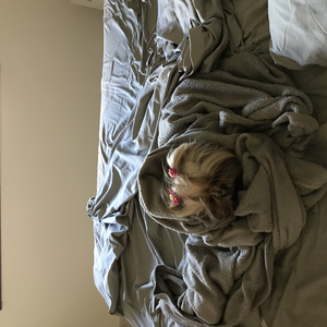 Foto de perfil de siddhartha