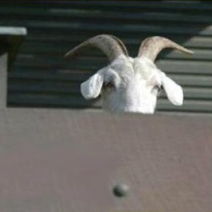 Foto de perfil de Bode Espiatório