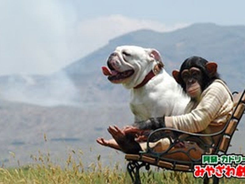 Foto 9 de Tensai! Shimura Dōbutsuen