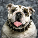 Foto de perfil de Rodger van Steen