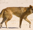 Deadly Dingo