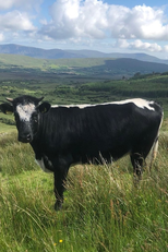 Apocalypse Cow: How Meat Killed the Planet (Apocalypse Cow: How Meat Killed the Planet)