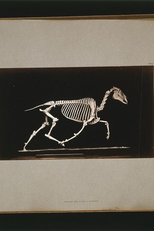 Skeleton of Horse (Skeleton of Horse)