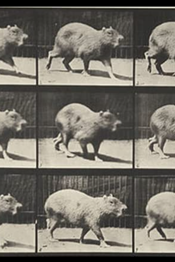 Poster de Curta Capybara Walking (1887)