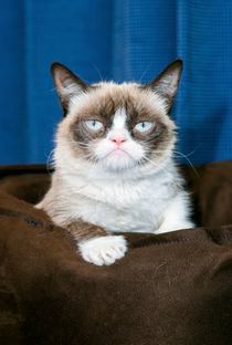 Grumpy Cat - Poster / Capa / Cartaz - Oficial 1