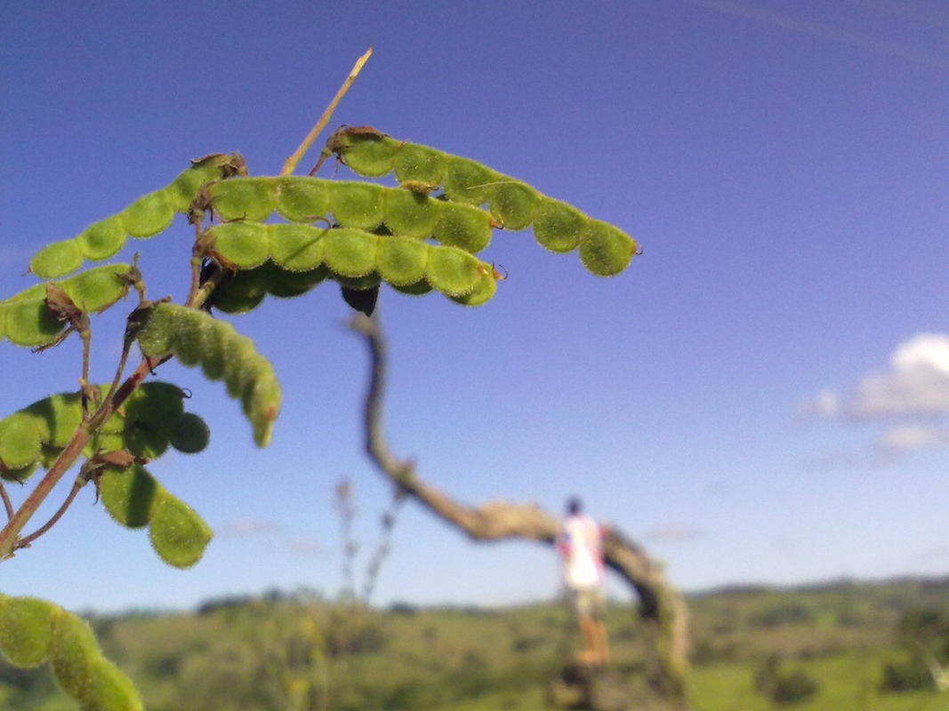 Carlos Vinicius Barboza Olivei - Foto 4