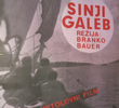 Sinji galeb