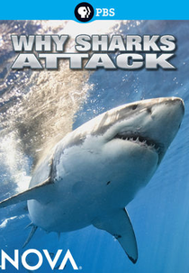 NOVA: Por que os tubarões atacam (NOVA: Why Sharks Attack)