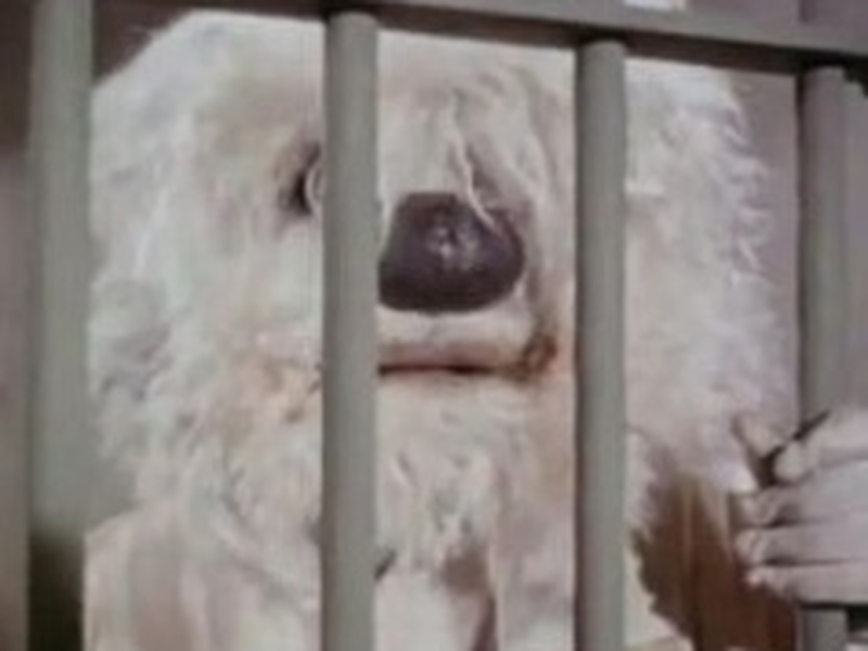 Foto 5 de As Aventuras do Supercão