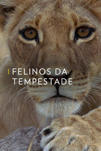 Felinos da Tempestade - Poster / Capa / Cartaz - Oficial 1