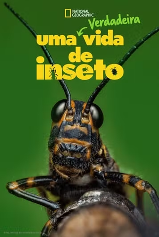 Poster 2 de Série Uma Verdadeira Vida de Inseto (1ª Temporada) (2024)