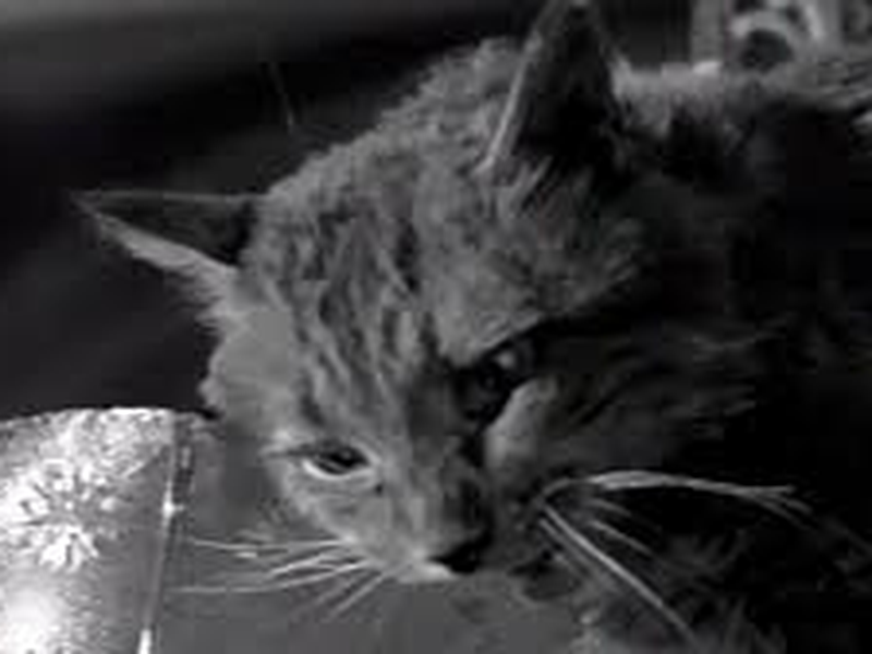 Foto 4 de Crazy Animals