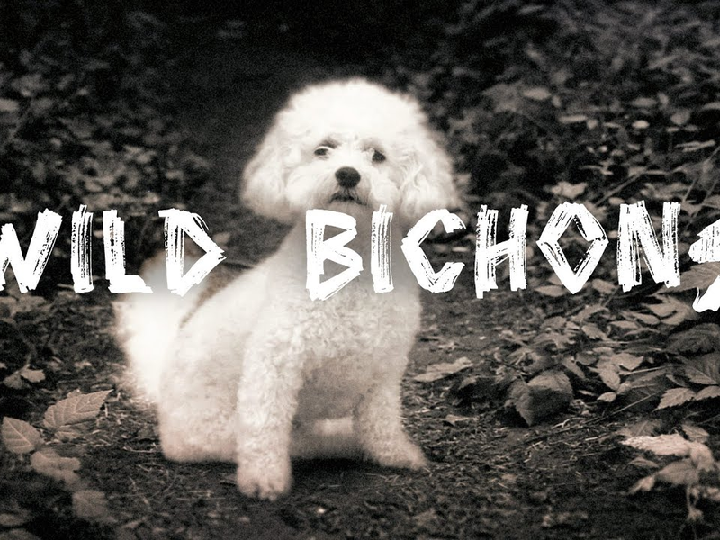 Foto 1 de Wild Bichons