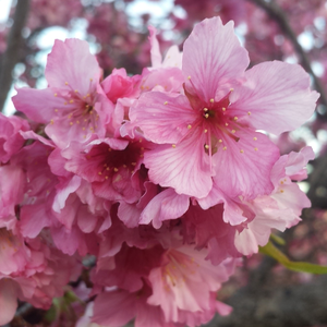 Foto de perfil de hanabi