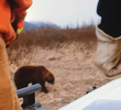 The Bear