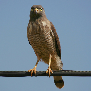 Foto de perfil de indiscrente