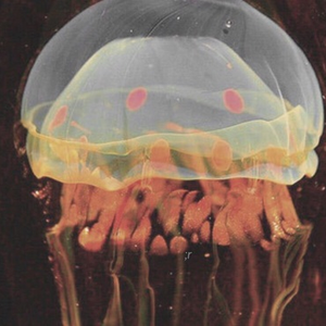 Foto de perfil de Carolina