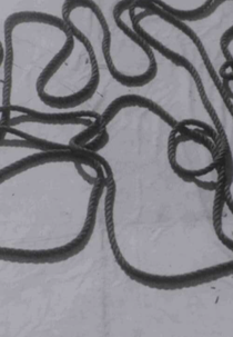 The Middle Dogs Day (중복)