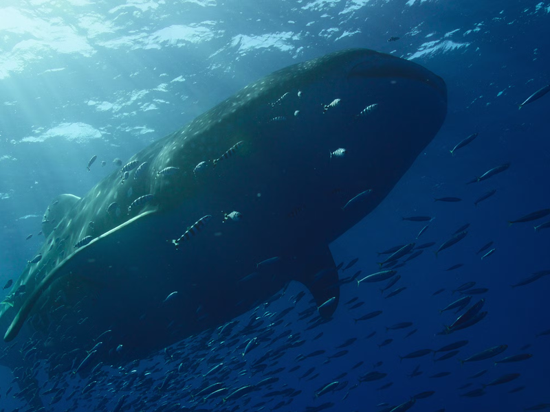 Foto 2 de Nossos Oceanos