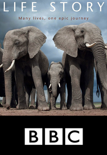 História da Vida (Life Story)