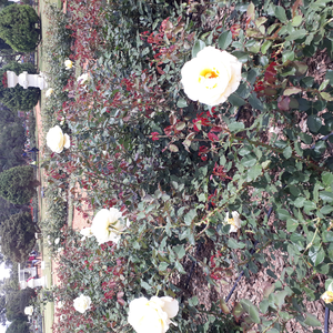 Foto de perfil de Bebel