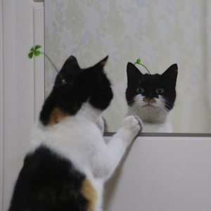 Foto de perfil de luma