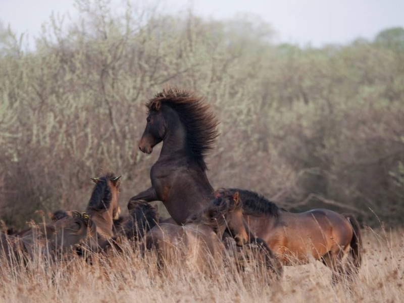 Foto 2 de Untamed Romania