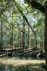 O Fantasma de Bellamy Bridge (The Ghost of Bellamy Bridge)