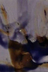 Persian Series #18 (Persian Series #18)