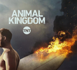 Animal Kingdom (2ª Temporada)