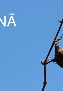 Jananã - A História do Algodão (Jananã - A História do Algodão)