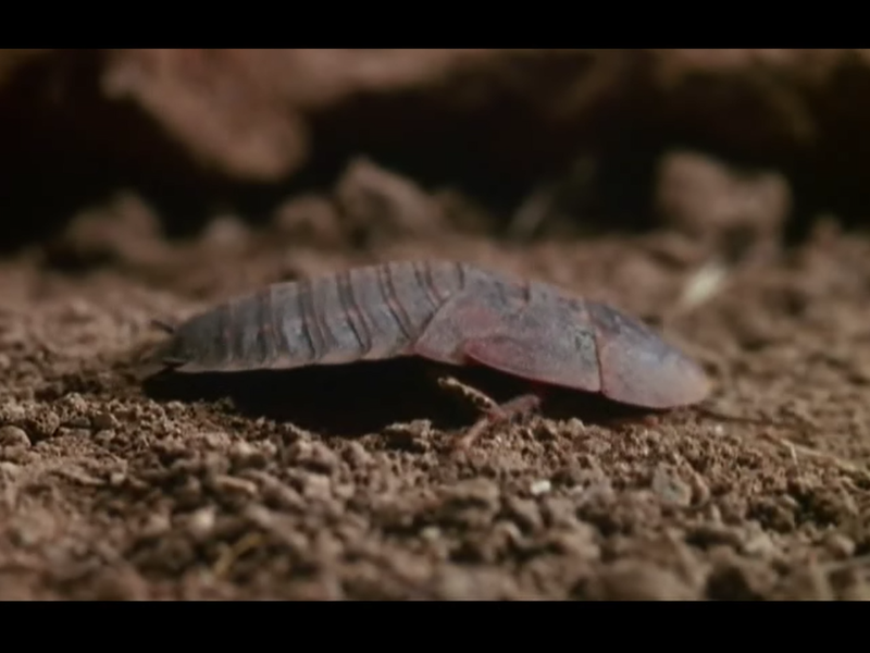 Foto 6 de Praga Infernal