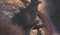 Godzilla vai para o inferno em nova HQ da IDW