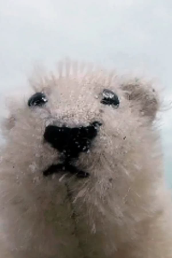 Poster de Curta Pizzly Bear (2017)