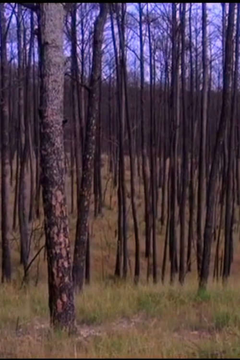 Poster de Curta Tender Feet (2013)