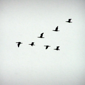 Foto de perfil de Sara Lucena