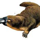 Foto de perfil de Ornitorrinco Australiano