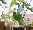 Houseplants