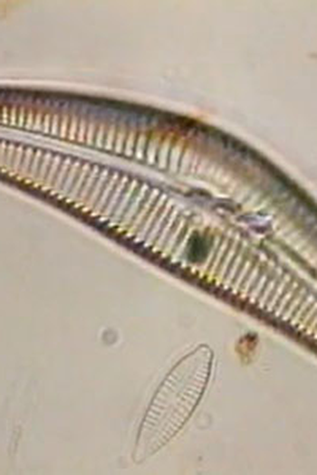 Poster de Episódio Micro-Clues (1998)