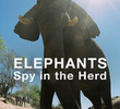 Elephants - Spy in The Herd