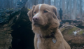 Assista ao trailer de Good Boy, terror protagonizado por cachorro