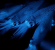 Dark Seas