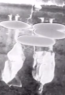 Disturbances (Disturbances)