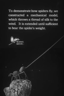 Urban Science: To Demonstrate How Spiders Fly - Poster / Capa / Cartaz - Oficial 1