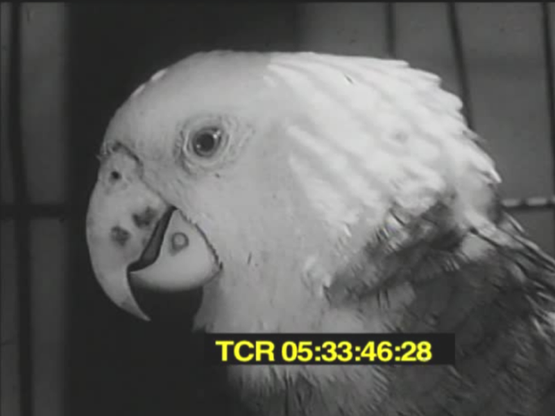 Foto 2 de Down on the Farm